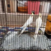 عروس هلندی ماده لوتینو