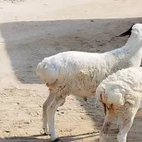 کهره و بره|حیوانات مزرعه|قشم, |دیوار