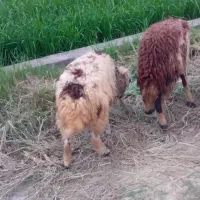 بره گوسفند 2 عدد نر و ماده