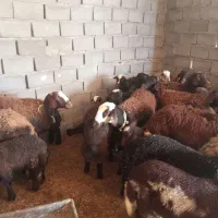 45راس میش بره افشار