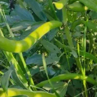 باقالاسبزتازه چین