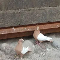 یک جفت سینه زرد.|پرنده|ایلخچی, |دیوار