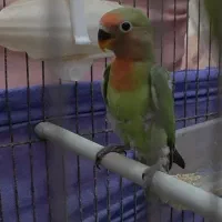 کوتوله برزیلی جوجه دون خور شده وبالغ و عروس آلبینو