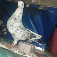 کبوتر بلژیکی جفت کن نرو ماده|پرنده|ری, جوانمرد قصاب|دیوار