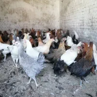 فروش جوجه مرغ و خروس محلی اصل به شرط|حیوانات مزرعه|مرودشت, تخت جمشید|دیوار