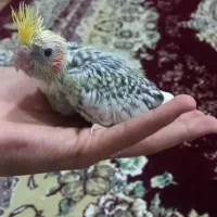 4عدد عروس هلندی سرلاکی|پرنده|میاندوآب, |دیوار