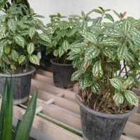 گل پیله آ|گل و گیاه طبیعی|ابهر, |دیوار