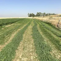 یونجه بدون یک در صد علف و یونجه علفی کمترین قیمت