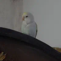 طوطی برزیلی نر