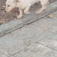 دوتا توله پاکوتاه نر|سگ|شیروان (خراسان), |دیوار