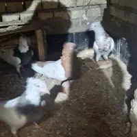 سینه ای|پرنده|خرمشهر, |دیوار