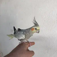 طوطی عروس گلباقالی ( مرواریدی )