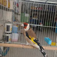 سهره جفت قناری