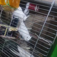 عروس هلندی نر و ماده البینو