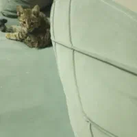 گربه