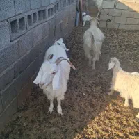 بز محلی|حیوانات مزرعه|پاریز, |دیوار