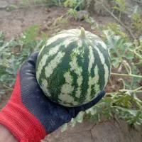 هندوانه تکنفره مخصوص یلدا اقتصادی