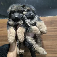 توله سگ ژرمن شپرد فرمانپذیر و مشتاق آموزش