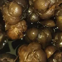 سیر ترشی هشت ساله