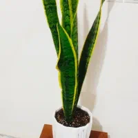 سانسووریای لب طلایی پایه بلند