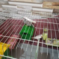 فنچ بالغ