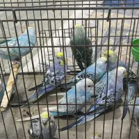 10عدد جوجه مرغ عشق رینبو|پرنده|بندر ماهشهر, |دیوار