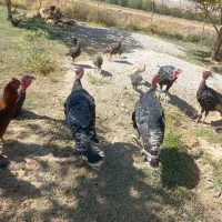 نیمچه بوقلمون یلدایی|حیوانات مزرعه|خرم‌آباد, |دیوار