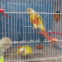 گرینچیک آرا راهب عروس هلندی طوطی|پرنده|گلبهار, شهر جدید گلبهار|دیوار