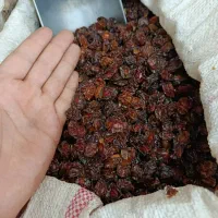 خشکبار درجه یک واعلا غرب کشور|خوردنی و آشامیدنی|عسلویه, |دیوار