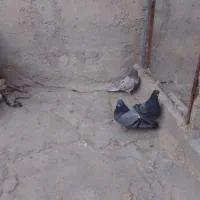 طوقی