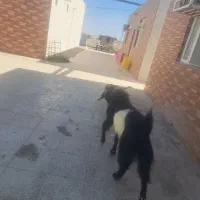 نری چاق|حیوانات مزرعه|بندرعباس, |دیوار