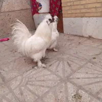تخم مرغ نطفه دار گوشین ایام سمانی اندونزی وغیر