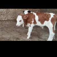 فروش گوساله|حیوانات مزرعه|کرج, محمد آباد|دیوار