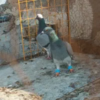 گمشده دوتا ماده