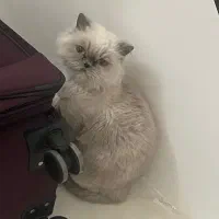 گربه ماده پرشین