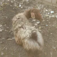 گوسفند|حیوانات مزرعه|تاتار علیا, |دیوار