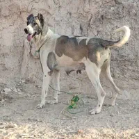 ماده سرابی آلاش|سگ|اردبیل, |دیوار