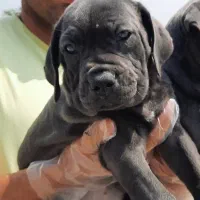 پرورش سگهای گارد