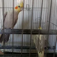 عروس هلندی نر کشیده بالغ