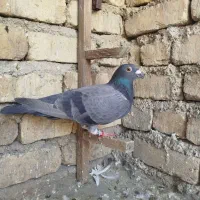 پنج تا کفتر همه نر|پرنده|شیراز, سعدیه شمالی|دیوار