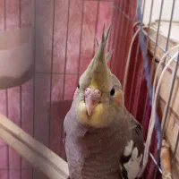 چهار عدد جوجه عروس هلندی