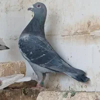 کبوتر پلاکی مسافتی