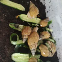 حلزون البینو