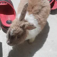 واگذاری خرگوش رایگان