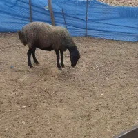 سلام‌یک‌عددمیش‌سیاه‌سام‌‌جنس‌دارچاق
