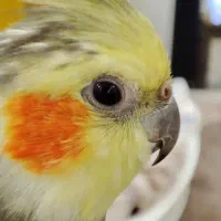 گمشده،مژدگانی میلیونی|حیوانات|اصفهان, رحیمآباد|دیوار