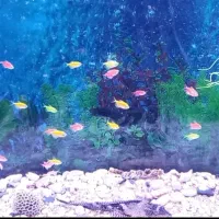 یک عدد اکواریم بزرگ|ماهی|کرمان, |دیوار