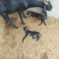 بز لیبه|حیوانات مزرعه|اهواز, کوی ملی راه|دیوار