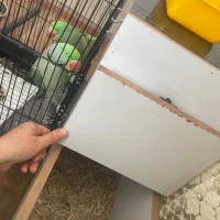 شاه طوطی|پرنده|تبریز, |دیوار