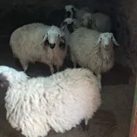 بره و شیشک|حیوانات مزرعه|سبزوار, قصبه شرقی|دیوار